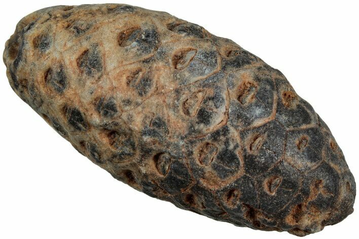 Fossil Cycadophyte Seed Cone - Boujdour, Morocco #234109